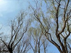-塘沽森林公园