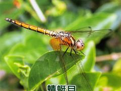 -上海昆虫博物馆