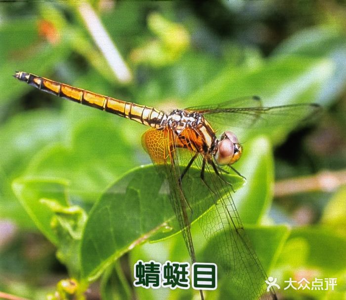 上海昆虫博物馆图片
