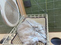 -帕帕拉兹宠物(亚洲旗舰店)