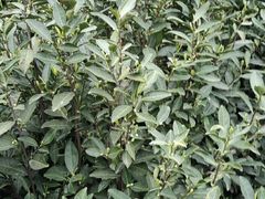 鱼头汤-胡老三家土菜馆·老店地方特色菜·招牌茅山地锅老鹅