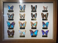 -上海昆虫博物馆