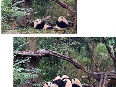 -成都大熊猫繁育研究基地