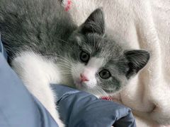 -欣宠猫屋·矮脚拿破仑·蓝金金渐层