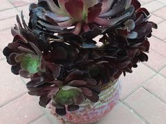 -中环花鸟鱼虫市场
