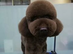 -创凡宠物医院·骨专科  猫科中心(西乡分院)