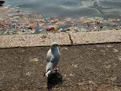 -海德公园