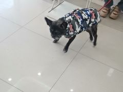 -全心全意连锁动物医院·微创中心·内科急重症·心脏专科(丰管路店)