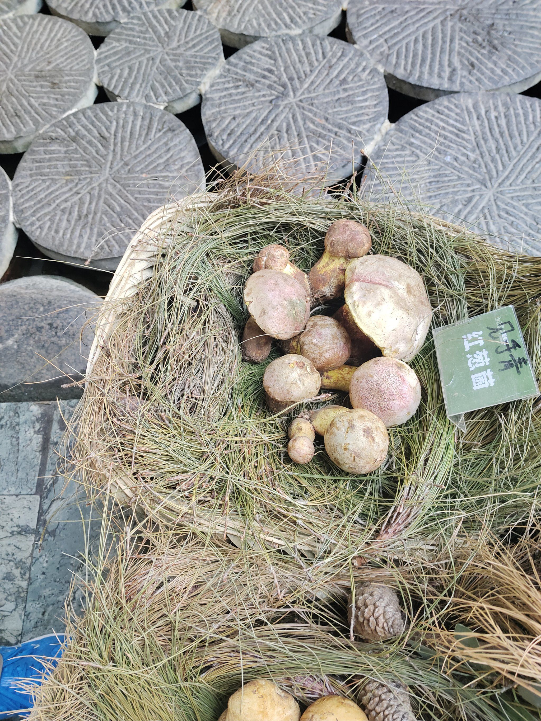 青头菌:见手青:松茸菌:老人头:瓜花菌冬瓜菌