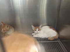 关忠宠物医院(三环新城店)-瑞派·关忠动物医院·猫专科·犬专科(三环新城店)
