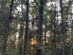 -青龙山国家森林公园