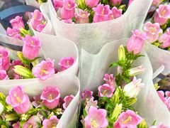 -循礼门鲜花花市(武汉循礼门店)