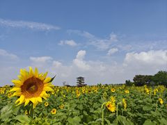 -杭州湾海上花田景区