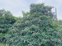 -塘栖枇杷特色园区