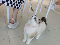 -怪兽屋·羊驼·猫咖·狗咖(俊华广场店)