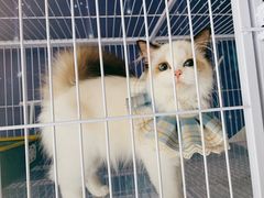 -喵百万·布偶·蓝金金渐层英短·猫舍(百子湾店)