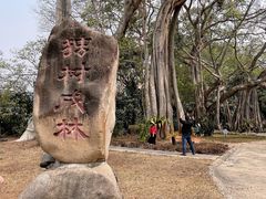 -瑞丽独树成林风景区