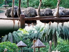 -海南热带野生动植物园