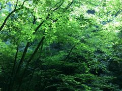 -黎坪国家森林公园