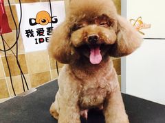 -我爱吾宠宠物美容院(朝阳路店)