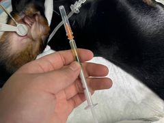 -顺强宠物诊所·狂犬免疫·夜诊·骨科(嘉定店)