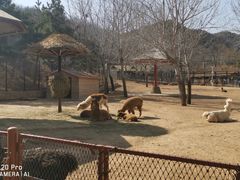 -大连森林动物园