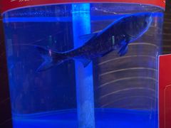 -解家河南菜(商鼎路店)