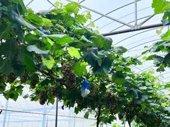 -马陆小张葡萄园农家乐