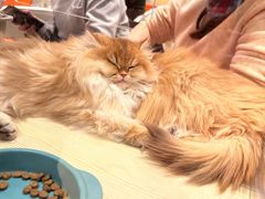 -龙湖成都上城天街