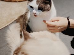 -Heymao猫咖.咖啡厅(东门店)