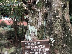-呀诺达热带雨林