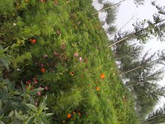 -三宝大饭店-中和艺素餐厅(浦上金山正祥广场店)