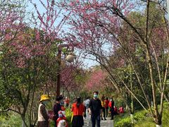 -重庆彩云湖湿地公园