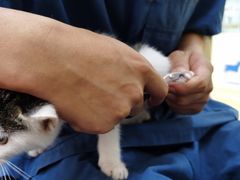 -瑞派天宁宠物医院·猫科·异宠中心