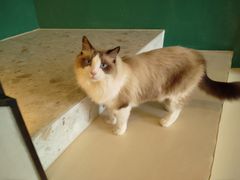 -飞行喵MR PILOT|猫舍·猫咖(静安大融城店)