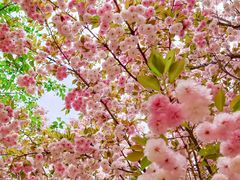 -古柏渡丰乐樱花园