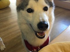 -Husky Go! 哈士奇体验馆·宠物咖啡厅狗咖