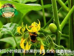 -大自然农场蔬菜草莓采摘园