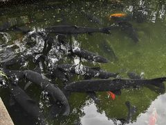 -杭州植物园