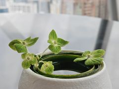 -君悦酒店·大堂酒吧·高空下午茶·暮色微醺