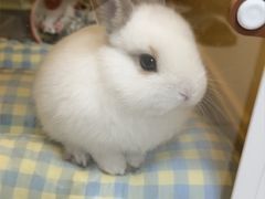 -嘉馨宠物医院·CT影像转诊·心脏科·犬猫全科诊疗中心(下沙大学城院区)