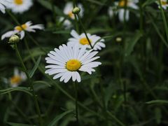 -西湖风景区-江洋畈生态公园