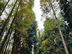-山王坪喀斯特国家生态公园