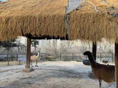 -青藏高原野生动物园