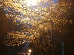 -武汉大学-樱园