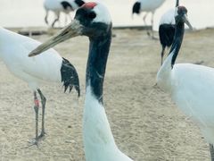 -盐城丹顶鹤湿地生态旅游区