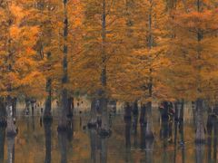 -白鹭湾湿地公园