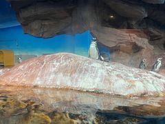 -海合安武汉极地海洋公园