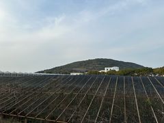 -苏州太湖西山岛开心农场