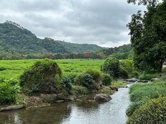 -中国茶叶博物馆(双峰馆区)